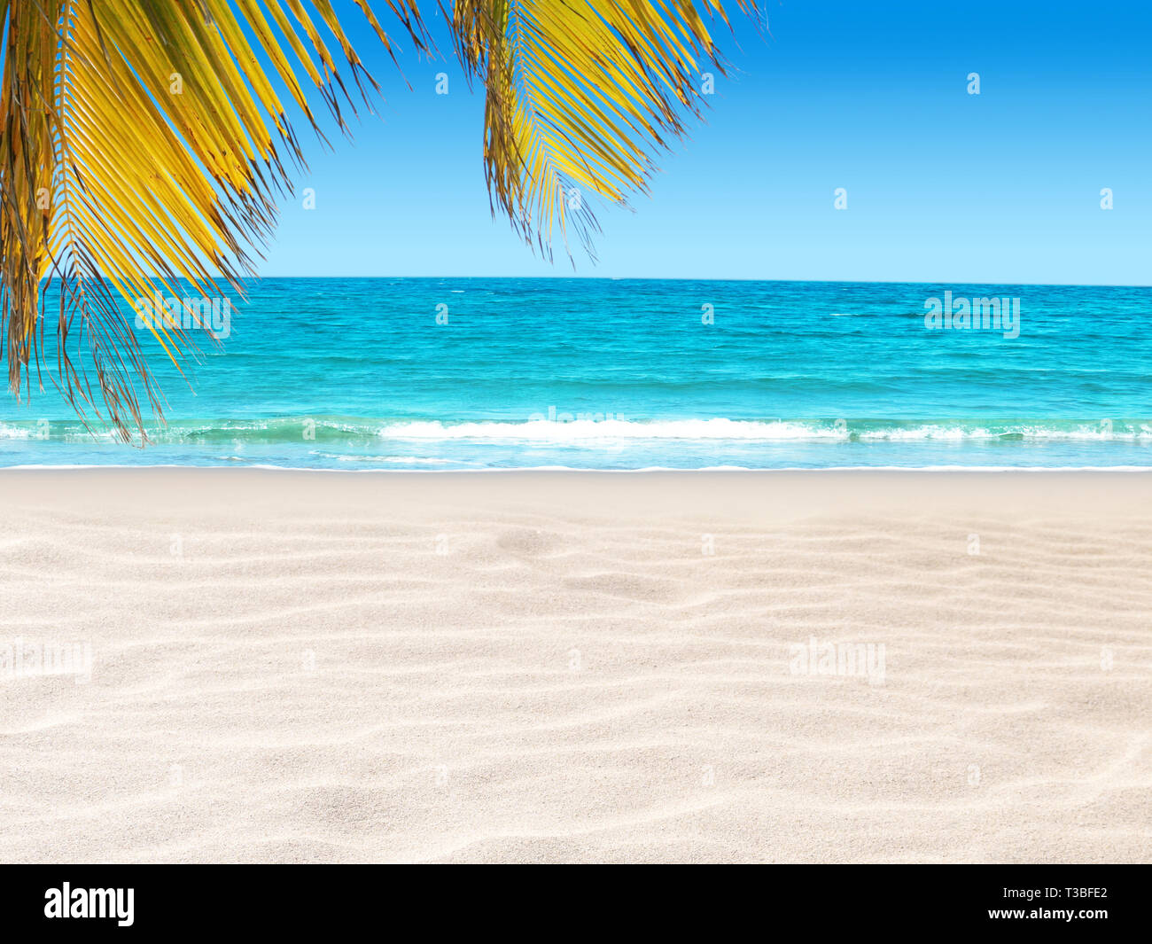 Tropical island paradise.  Coconut palm leaves hanging over the sandy beach and bright turquoise ocean water. Shore washing by the wave. Dream summer  Stock Photo