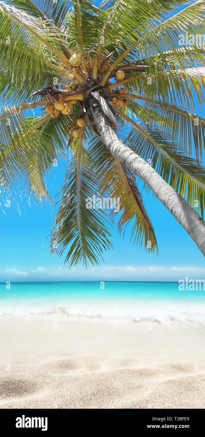 Coconut palm tree hanging over the sandy beach. Tropical island paradise. Bright turquoise ocean water. Sandy shore washing by the wave. Dreams summer Stock Photo