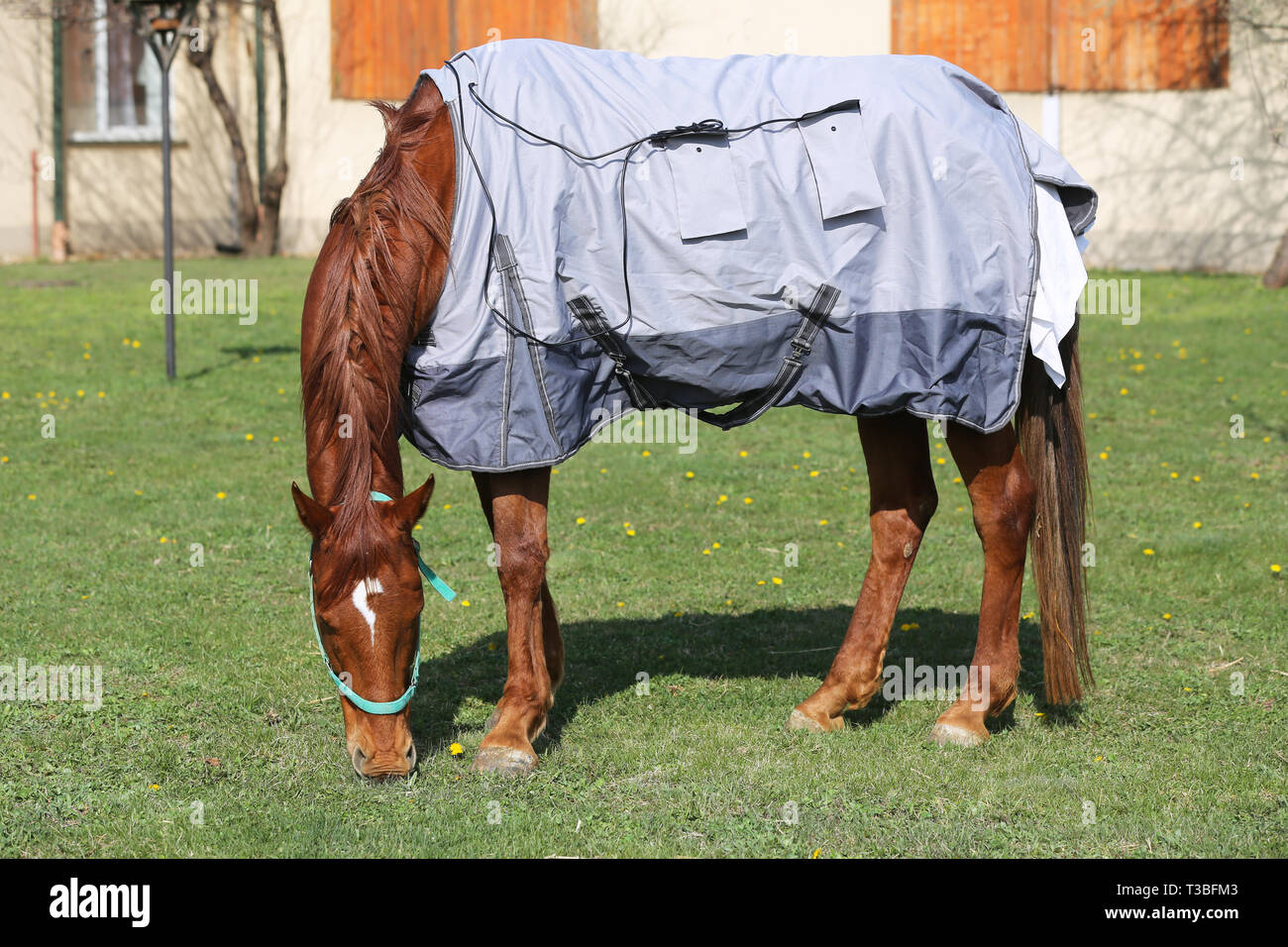 Side view photo of a young racehorse after training under a brand new