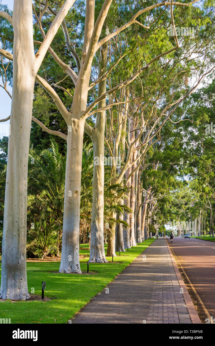 Lemon-scented gum trees lining the main entrance of Kings Park, Fraser Avenue, Perth, Western Australia Stock Photo
