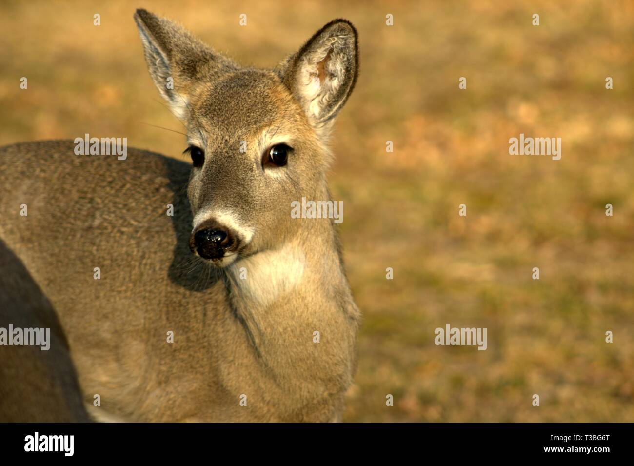 Deer eating corn hires stock photography and images Alamy