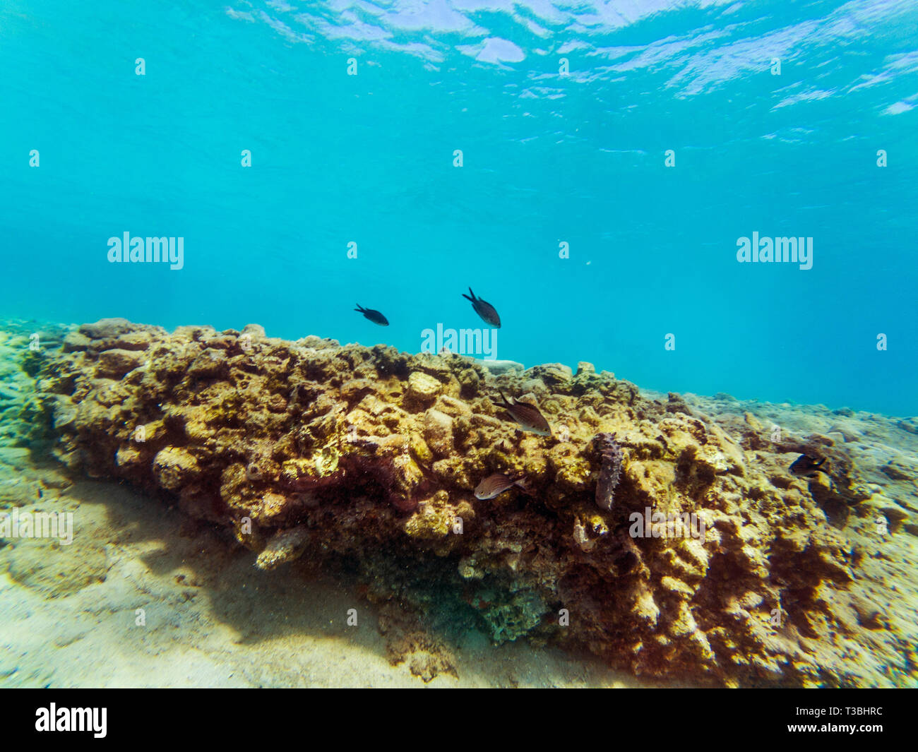 Fish Behind Rocks Underwater landscape with some fishes and rocks Stock Photo - Alamy