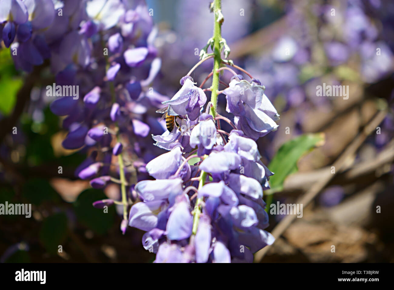 Honey Bee (Apis mellifera) on a Wisteria sinensis (Chinese wisteria