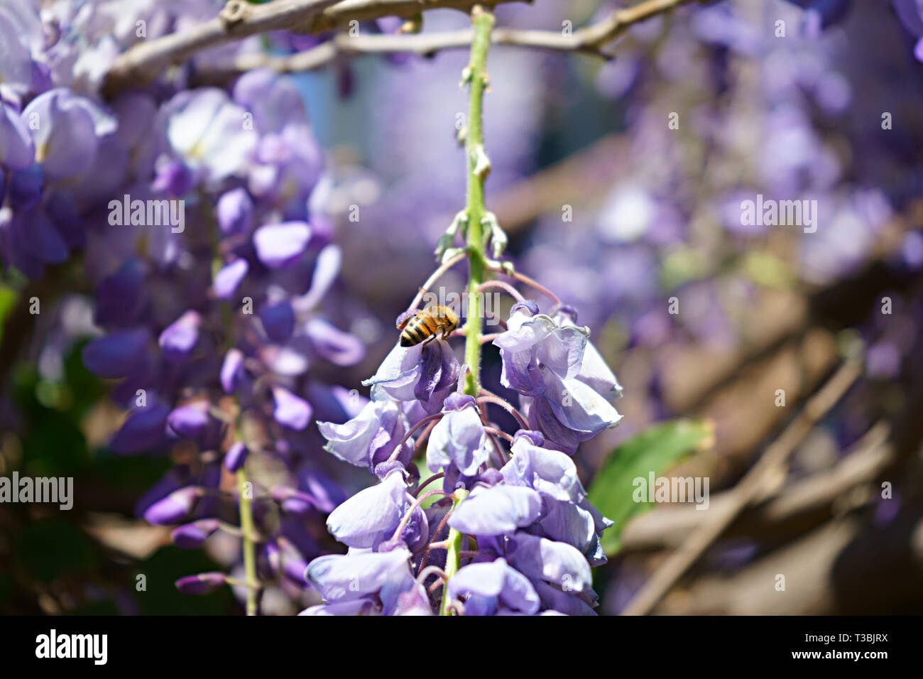 Honey Bee (Apis mellifera) on a Wisteria sinensis (Chinese wisteria