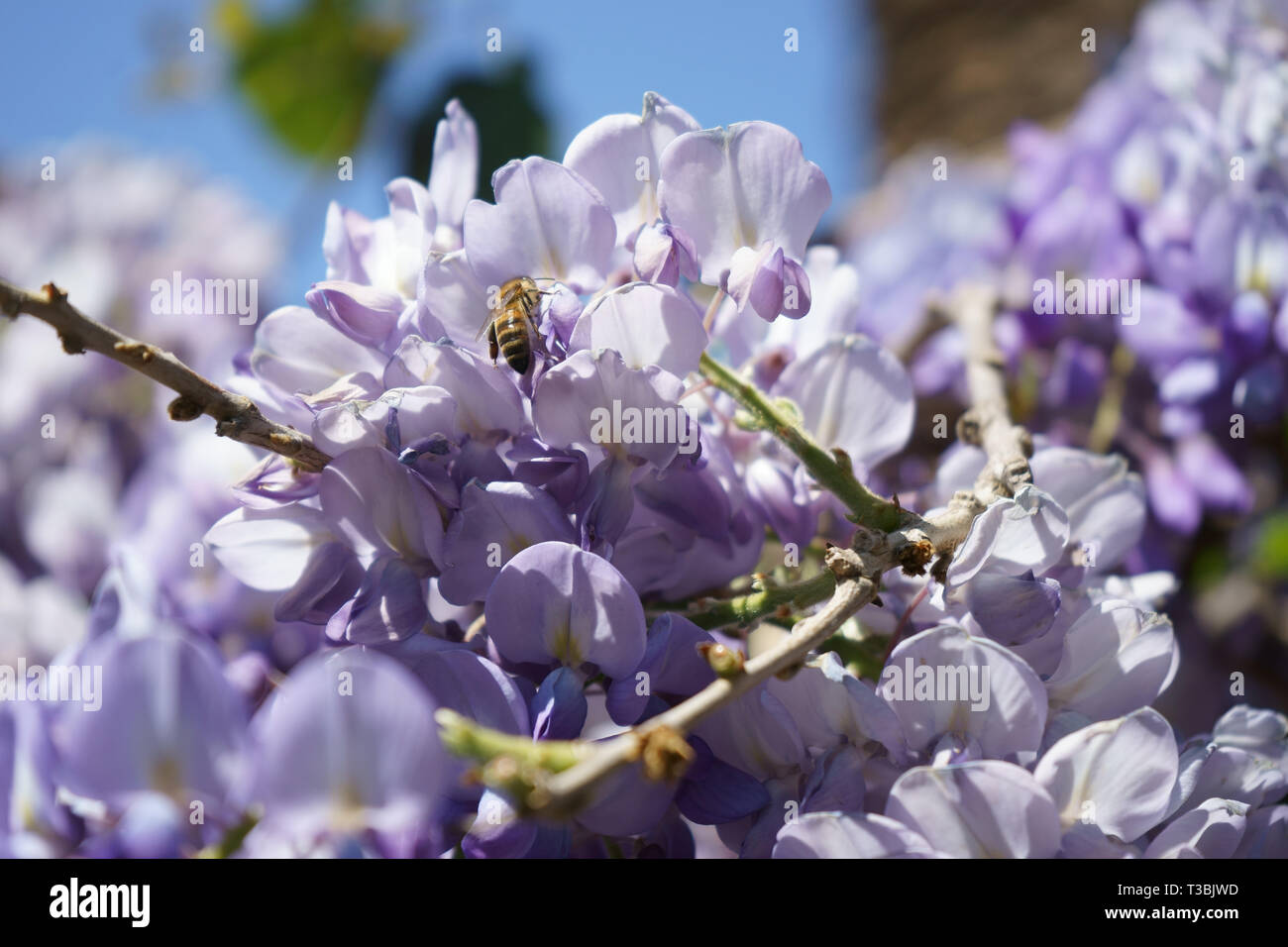 Honey Bee (Apis mellifera) on a Wisteria sinensis (Chinese wisteria