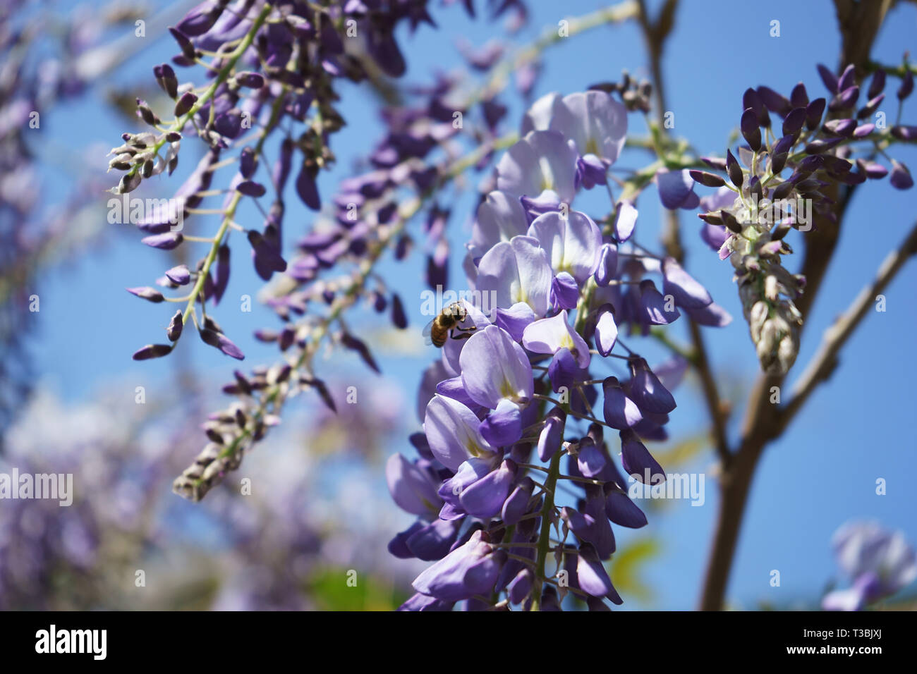 Honey Bee (Apis mellifera) on a Wisteria sinensis (Chinese wisteria