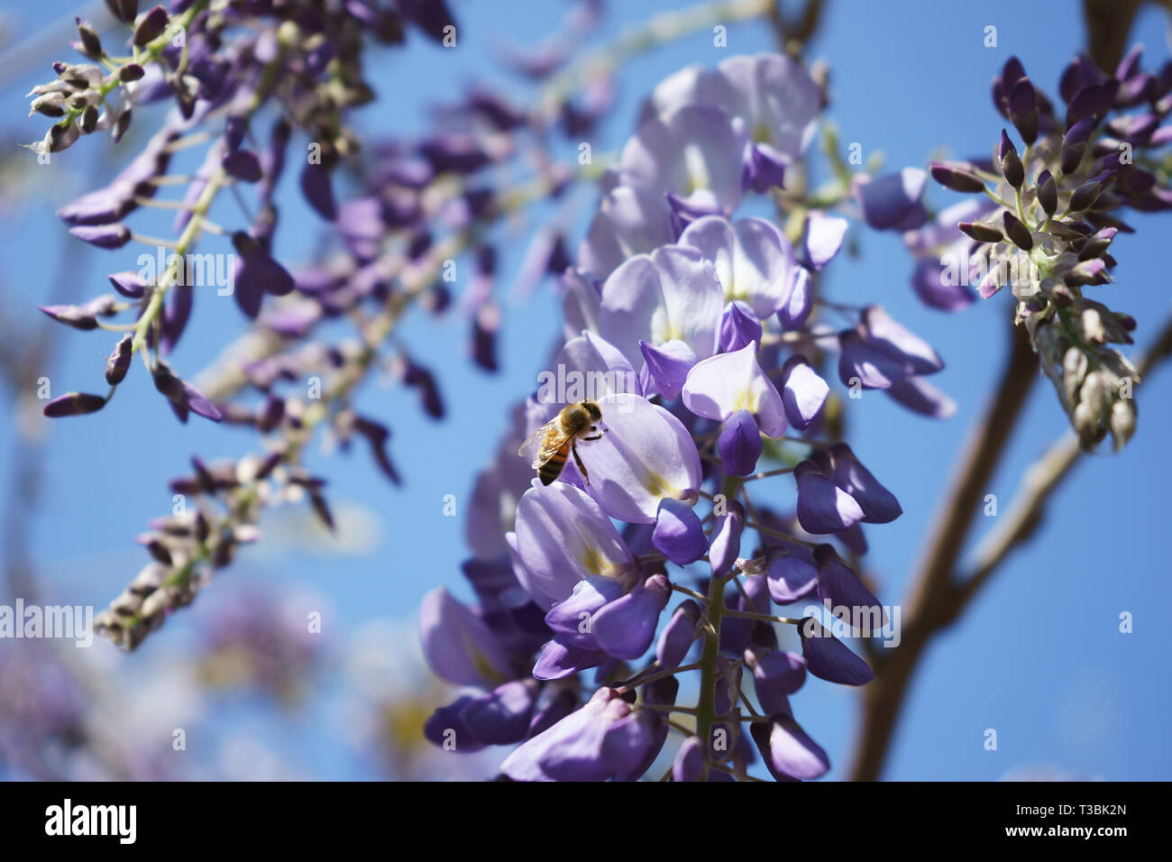 Honey Bee (Apis mellifera) on a Wisteria sinensis (Chinese wisteria), lilac-blue flowers, close-up Stock Photo