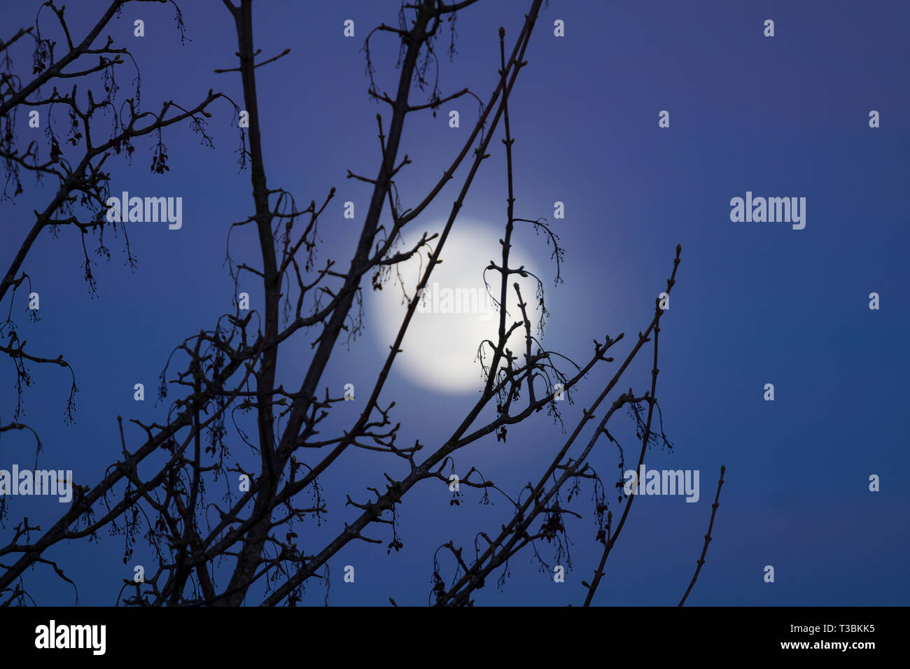 The moon rising behind a tree against a blue sky. Stock Photo