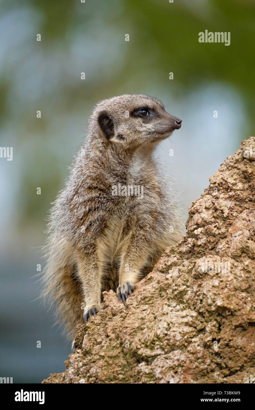 A meercat stands guard over the mob. Stock Photo