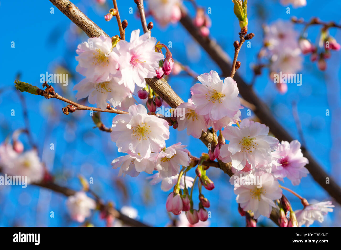 Spring flowers on Prunus x subhirtella autumnalis. Stock Photo