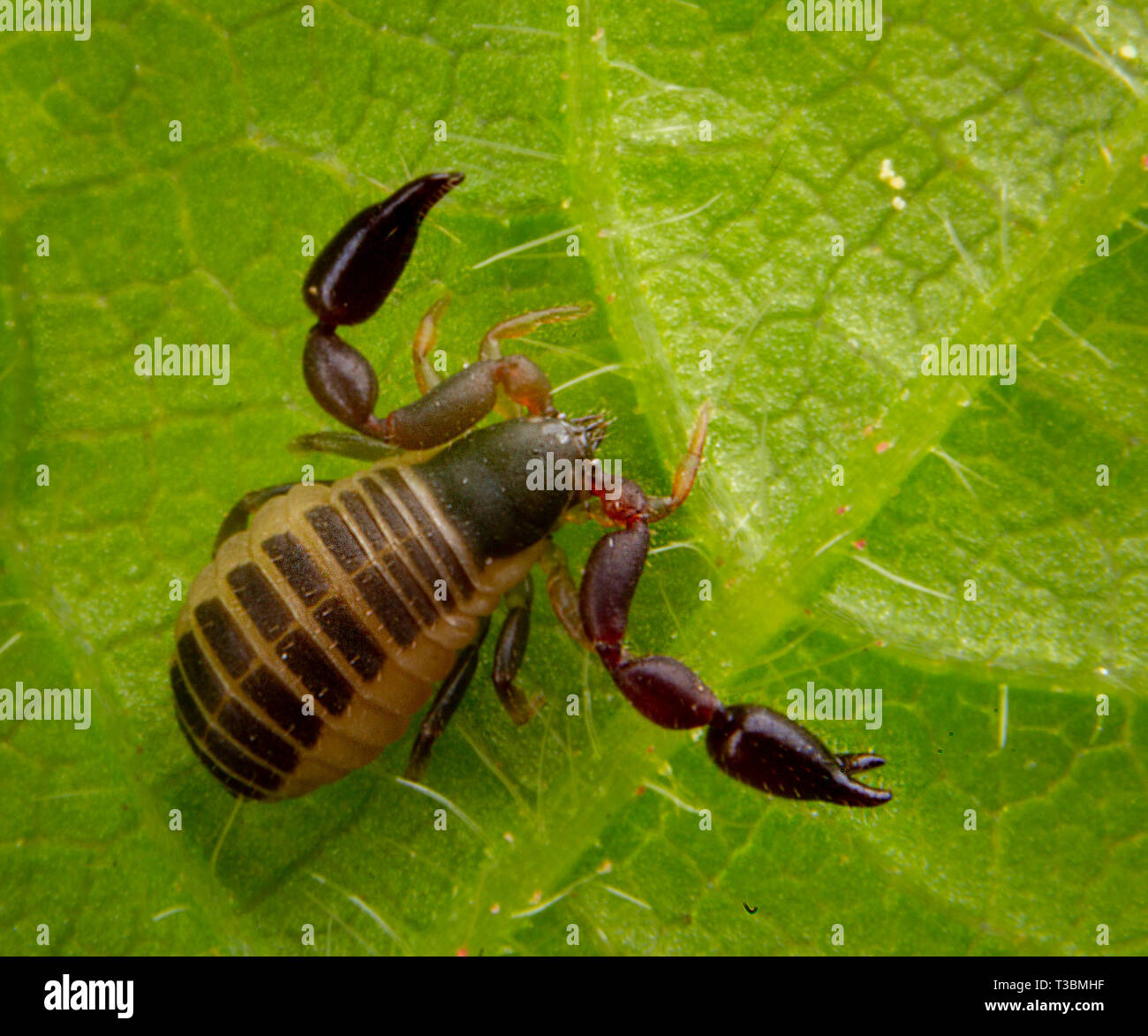 2 milimeters baby pseudo scorpion posing on a green leave Stock Photo