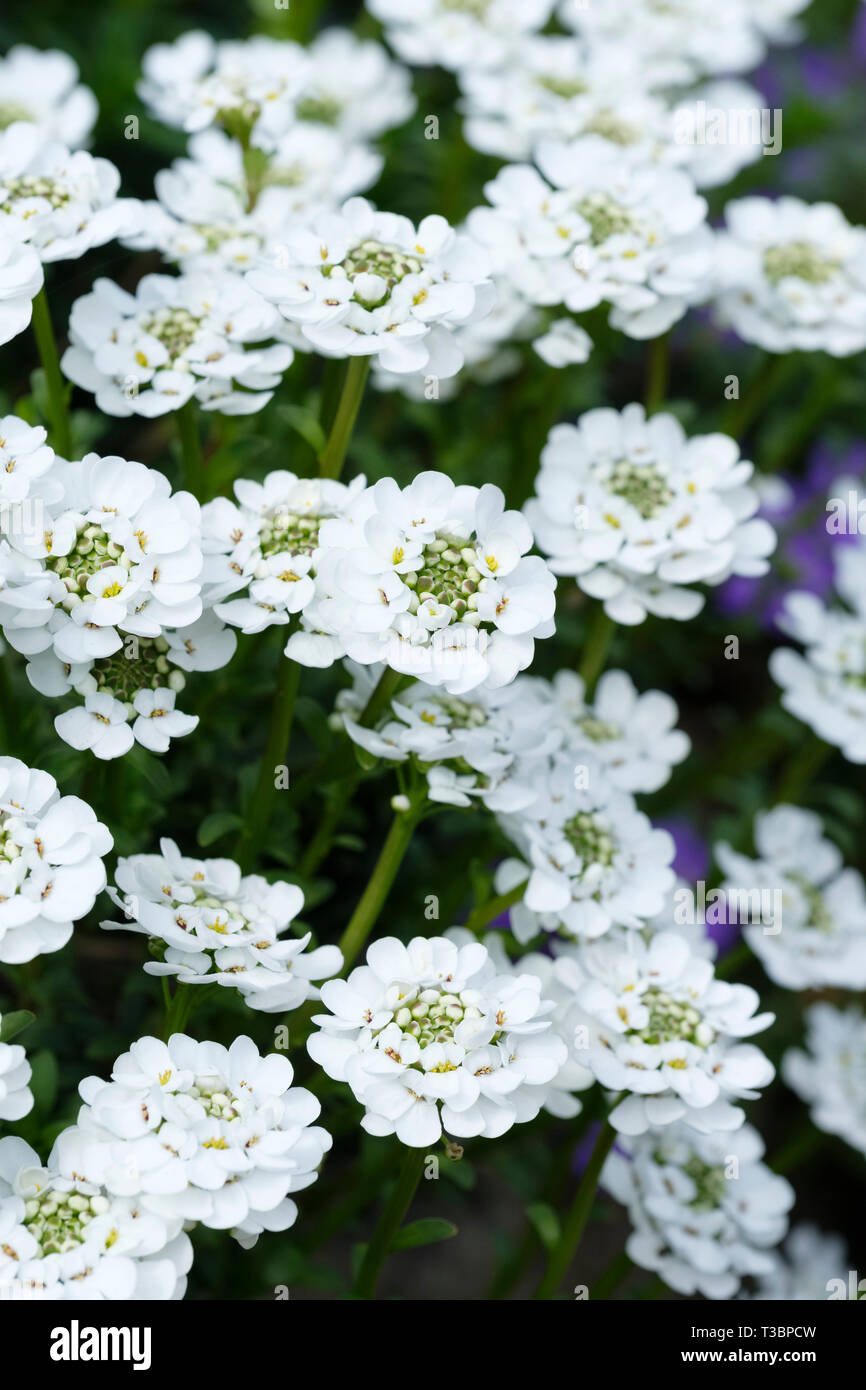 View mass white flowers, Iberis sempervirens 'Appen-Etz' Candytuft Appen-Etz Stock Photo