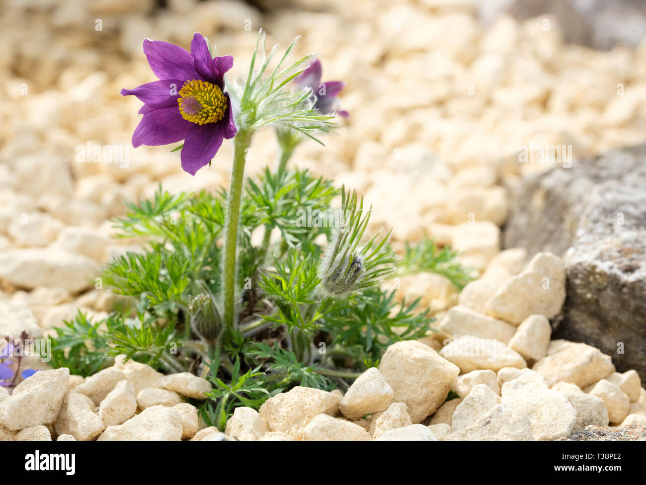 Pulsatilla vulgaris, pasqueflower,meadow anemone, April fools, cat's eyes, Coventry bells, Dane's blood. Close-up of plant in flower. Spring plant Stock Photo