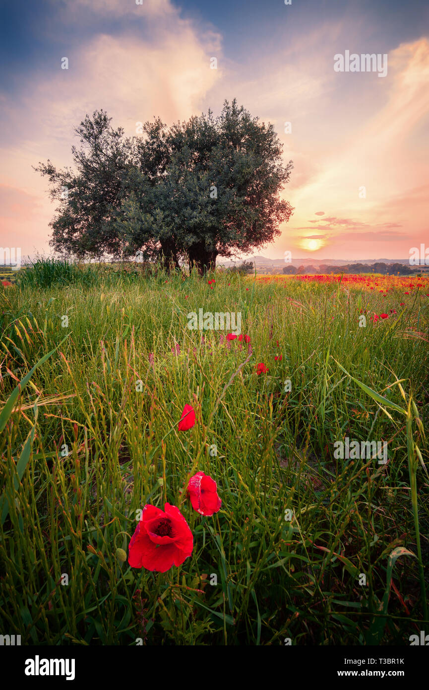 Wonderful landscape at sunset. A field of blooming red poppies in Cyprus. Wild flowers in springtime. Beautiful natural landscape in the summertime. Stock Photo