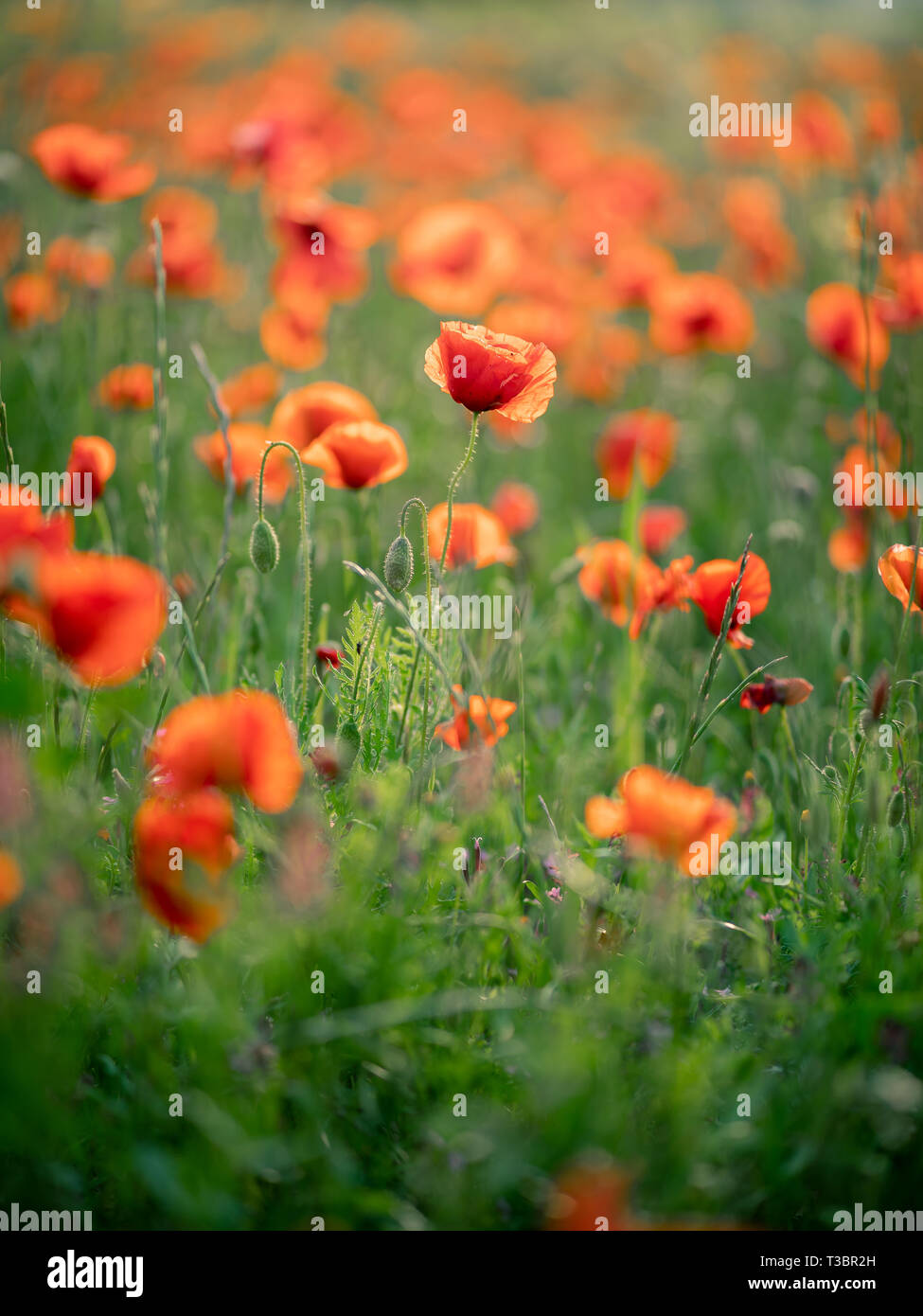 Wonderful landscape at sunset. A field of blooming red poppies in Cyprus. Wild flowers in springtime. Beautiful natural landscape in the summertime. Stock Photo