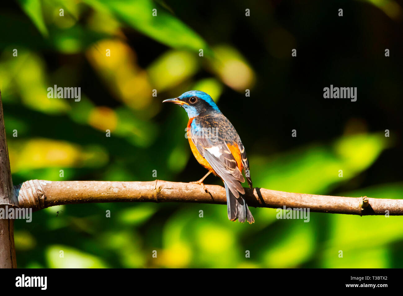 Western blue rock thrush hi-res stock photography and images - Alamy