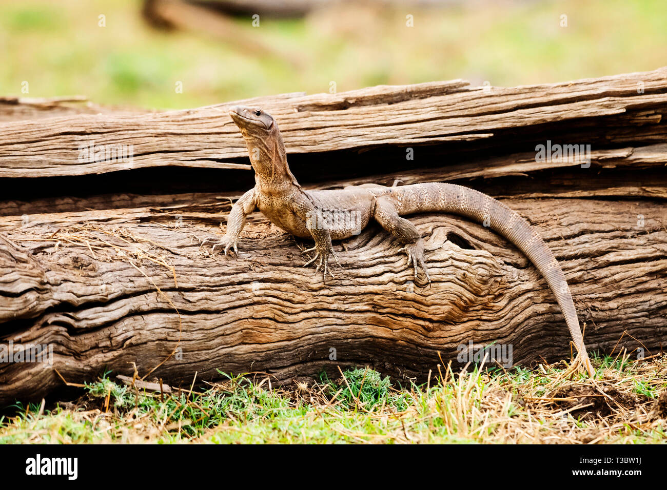Indian monitor lizard hires stock photography and images Alamy