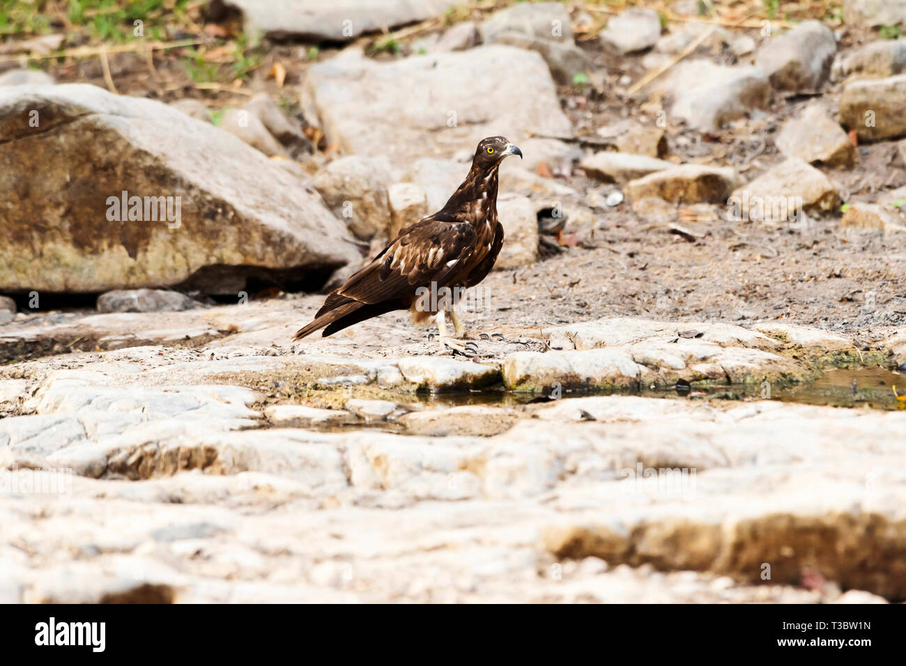 Oriental honey-buzzard, Pernis ptilorhynchus, Ranthambore Tiger Reserve, Rajasthan, India. Stock Photo