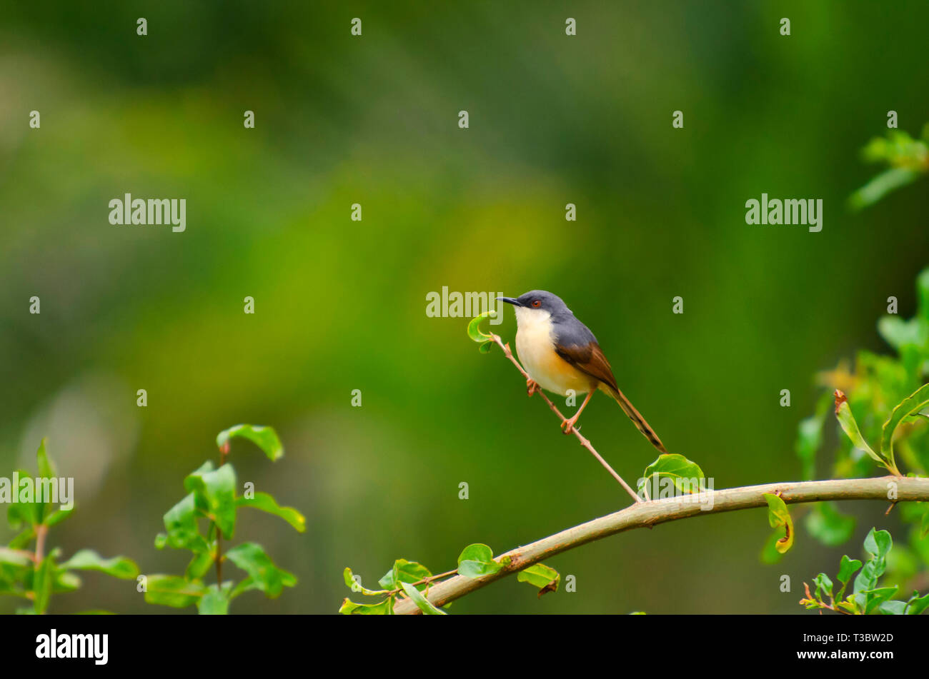 Ashy prinia or ashy wren-warbler, Prinia socialis, Pune, Maharashtra, India. Stock Photo