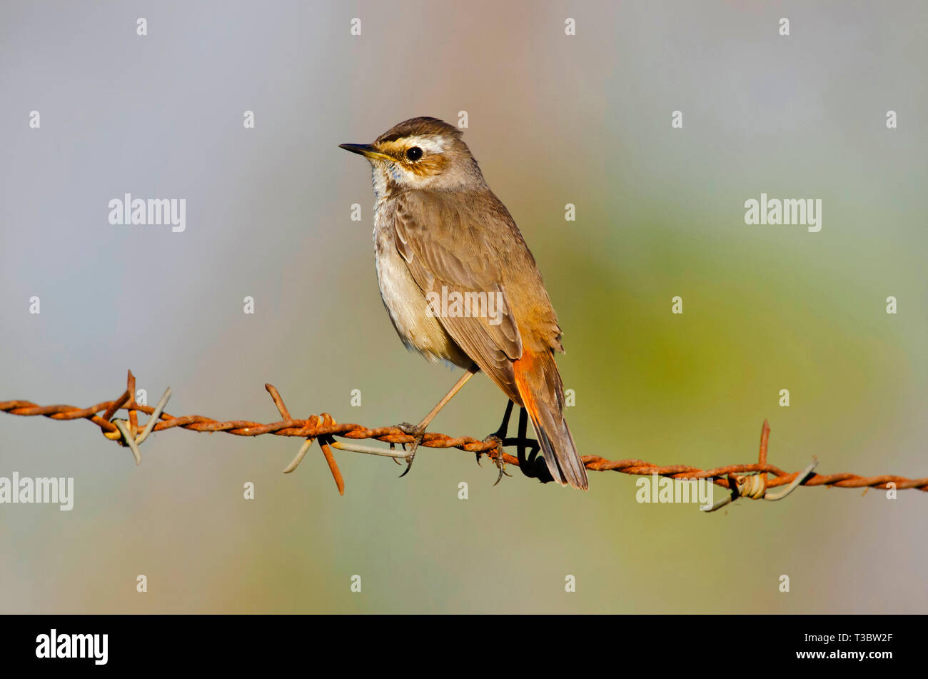 Bluethroat, Luscinia svecica is a small passerine bird, Pune, Maharashtra, India. Stock Photo