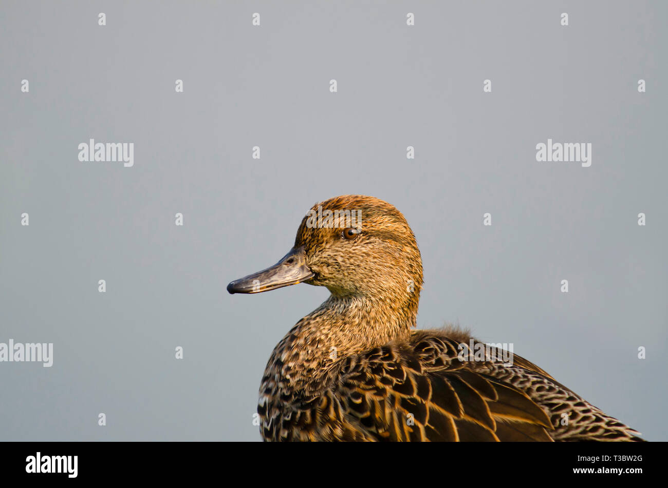 The Eurasian teal or common teal, Anas crecca, female, Pune, Maharashtra, India. Stock Photo