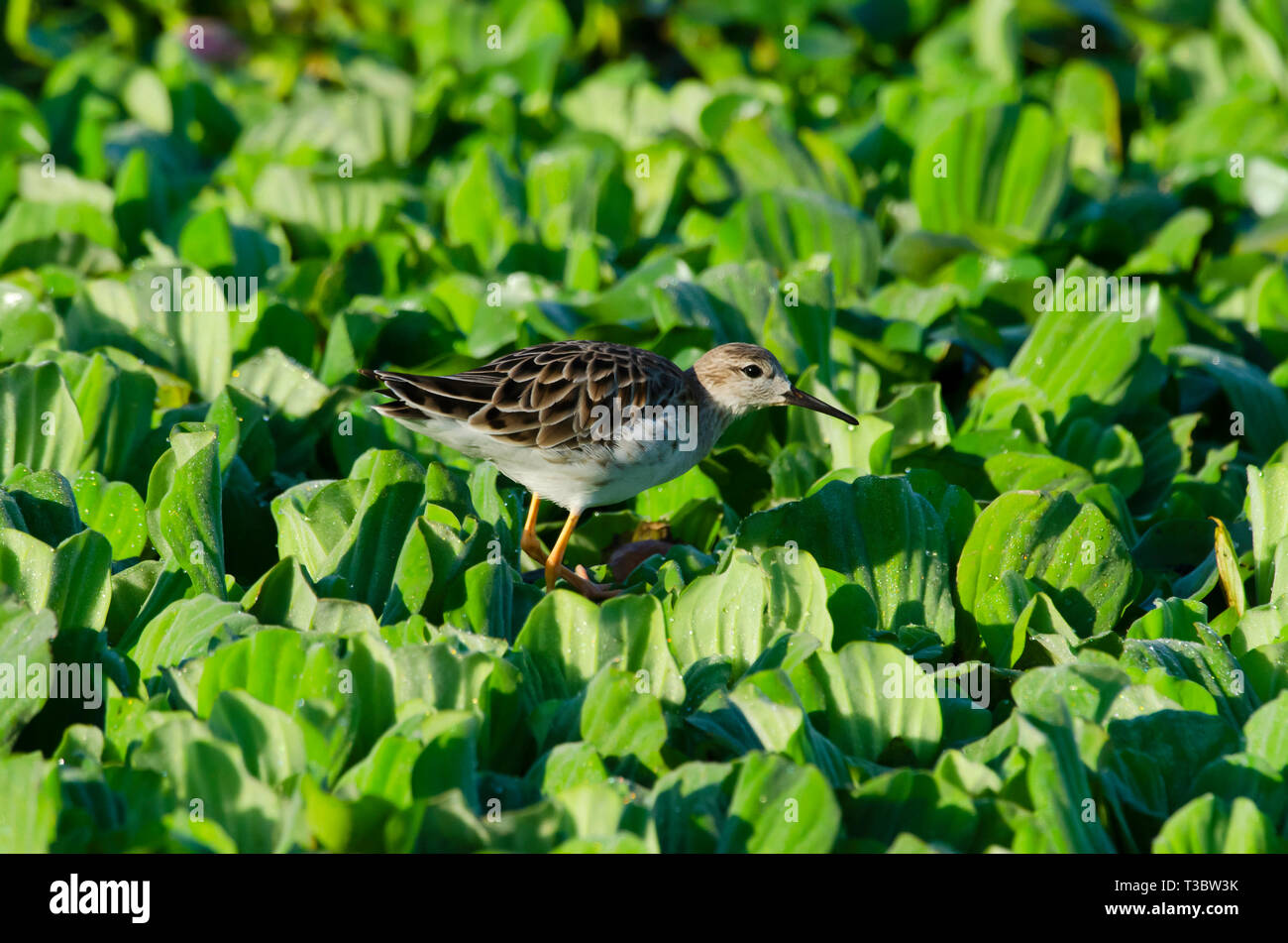 Ruff calidris pugnax, medium-sized wading bird, Pune, Maharashtra, India. Stock Photo