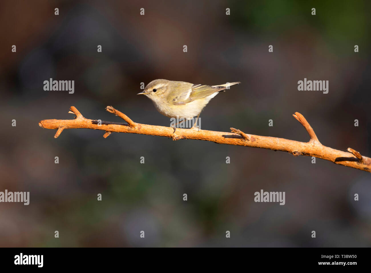 Hume's leaf warbler or Hume's warbler, Phylloscopus humei, Pune, Maharashtra, India. Stock Photo