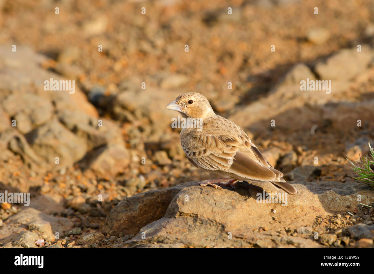 Lark a small ground-dwelling songbird, Pune, Maharashtra, India. Stock Photo