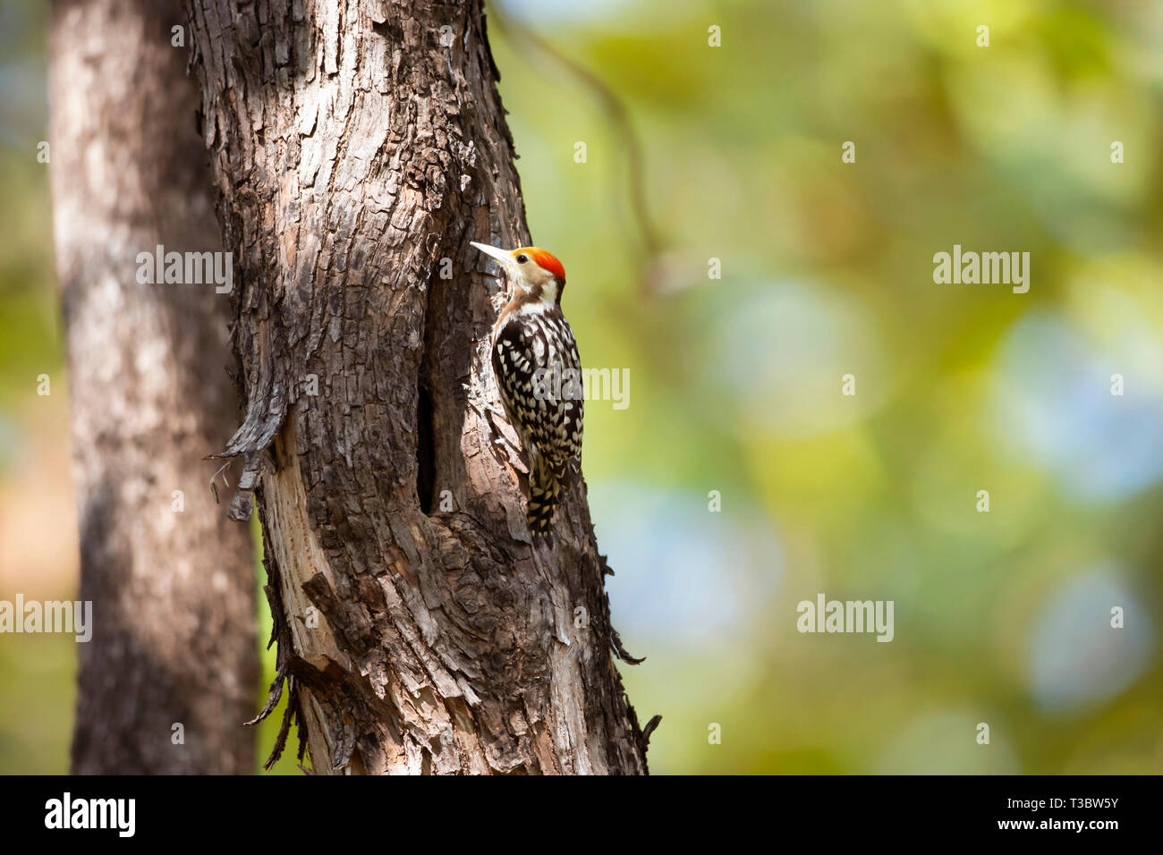 Yellow-crowned woodpecker, Leiopicus mahrattensis or Mahratta woodpecker, India. Stock Photo