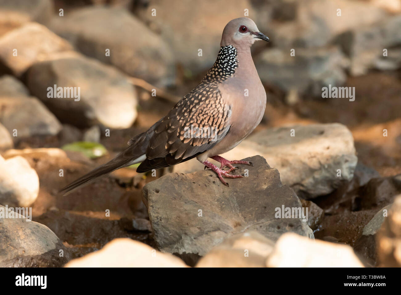 Spotted dove, Spilopelia chinensis, Pune, Maharashtra, India. Stock Photo