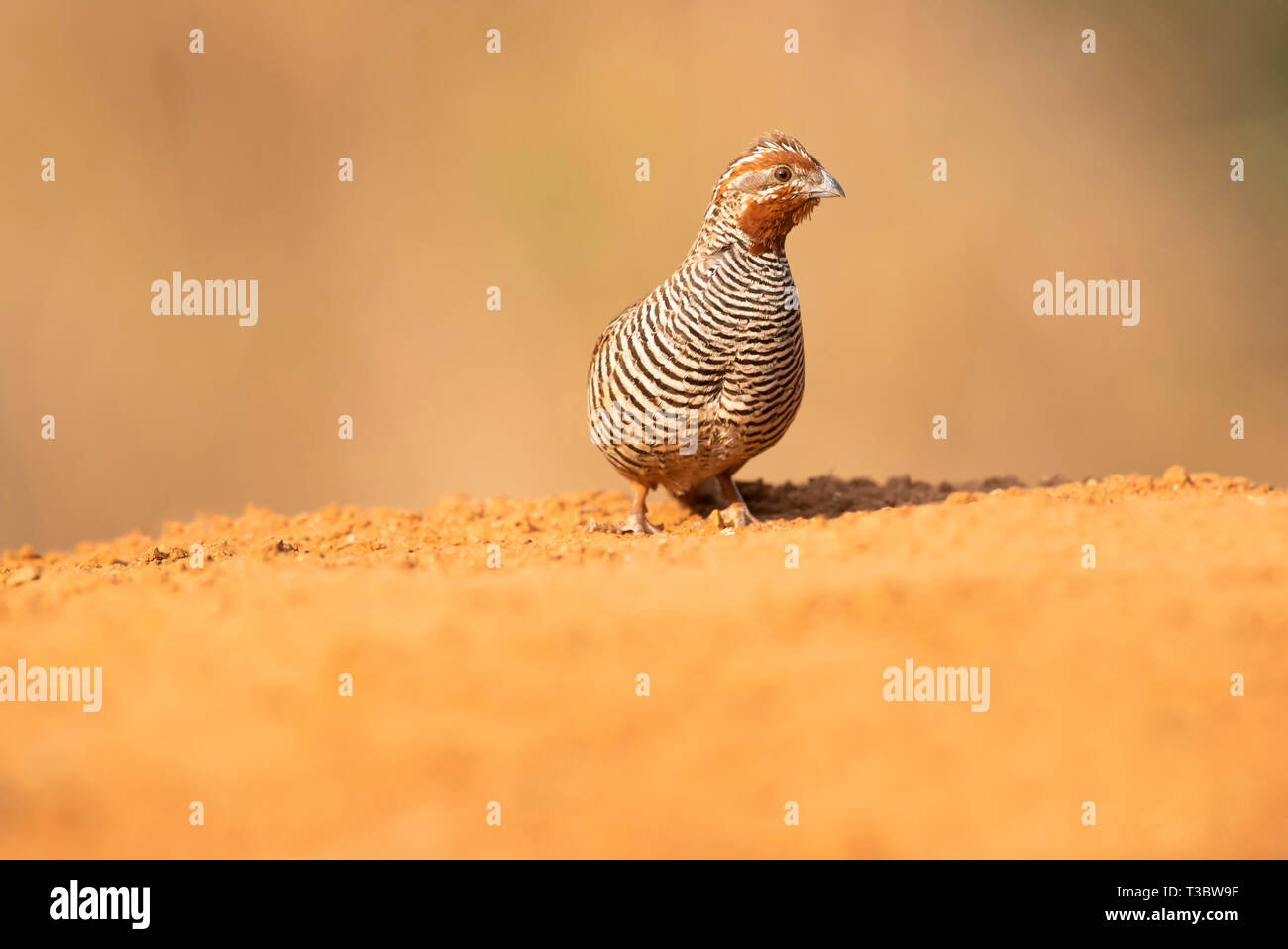 Quail feather hi-res stock photography and images - Alamy