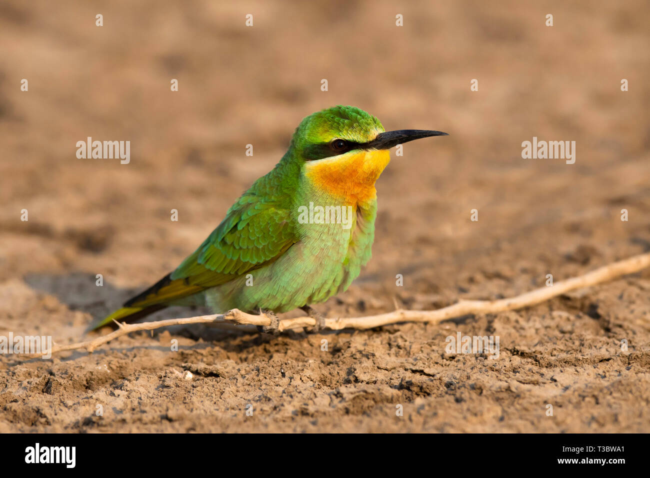Blue-cheeked bee-eater, Merops persicus, India. Stock Photo