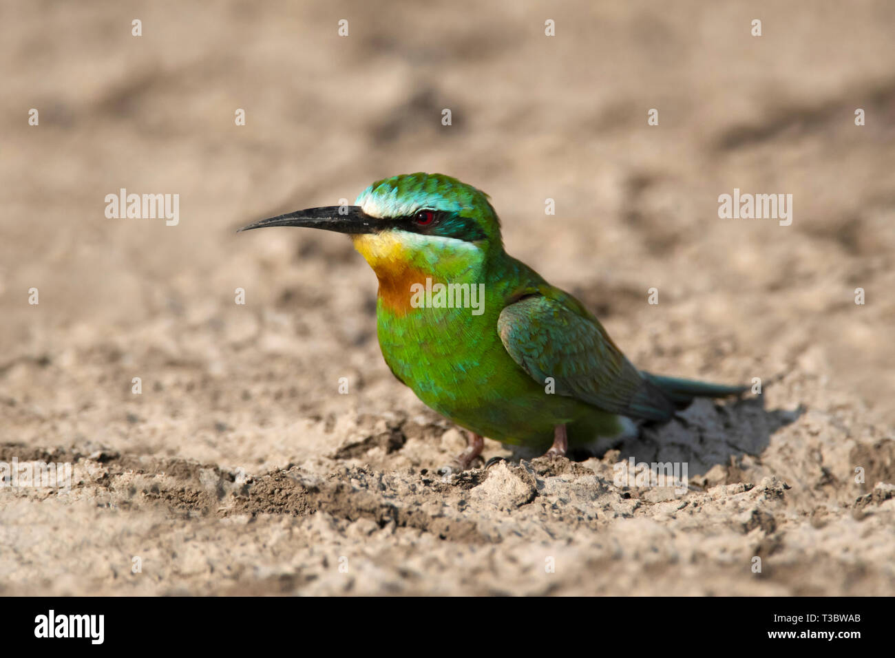 Blue-cheeked bee-eater, Merops persicus, India. Stock Photo