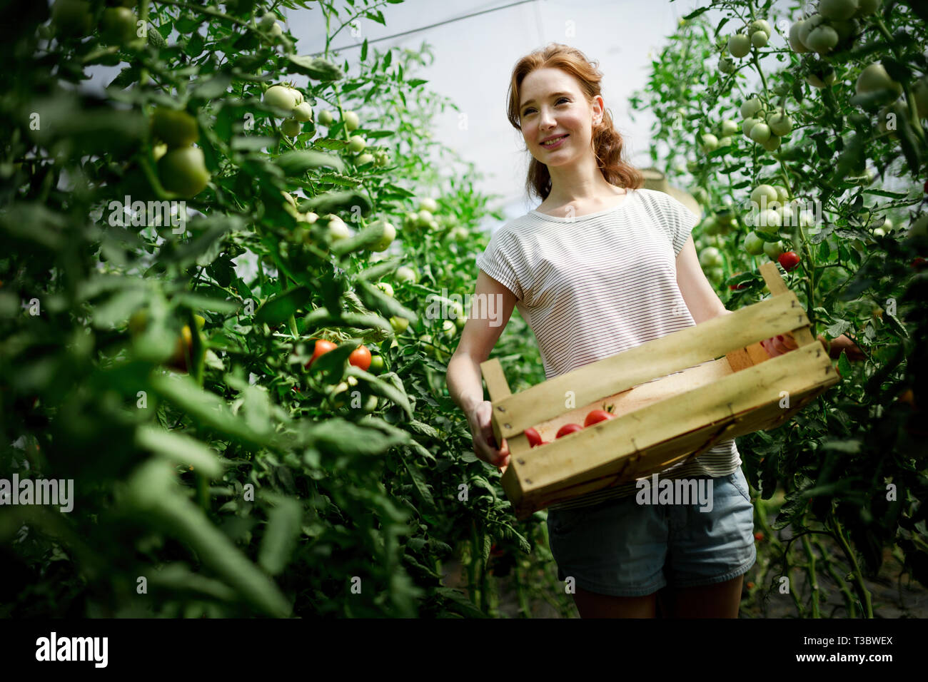Young smiling agriculture woman worker working, harvesting tomatoes in ...
