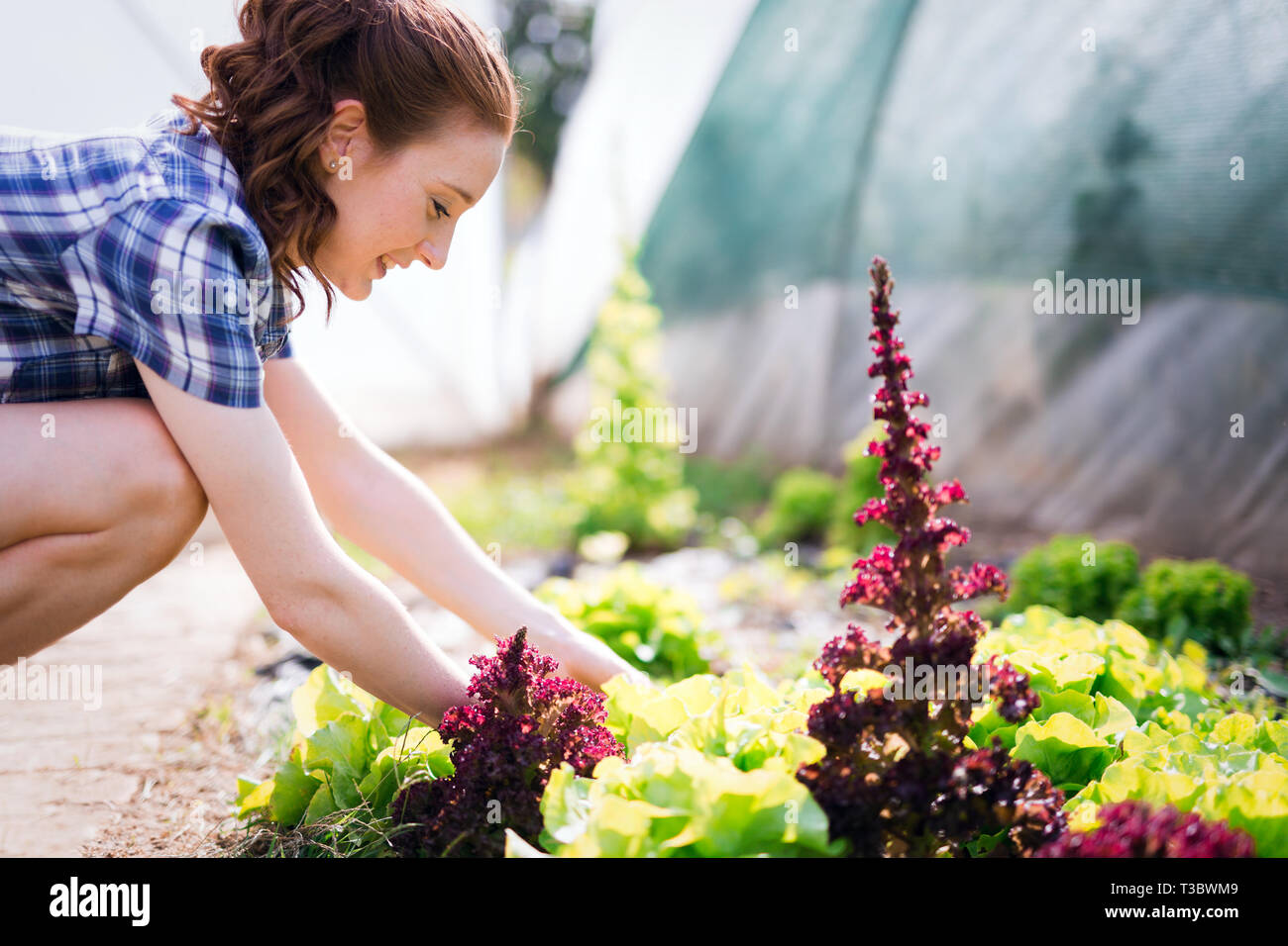 Young woman working in a greenhouse Stock Photo - Alamy