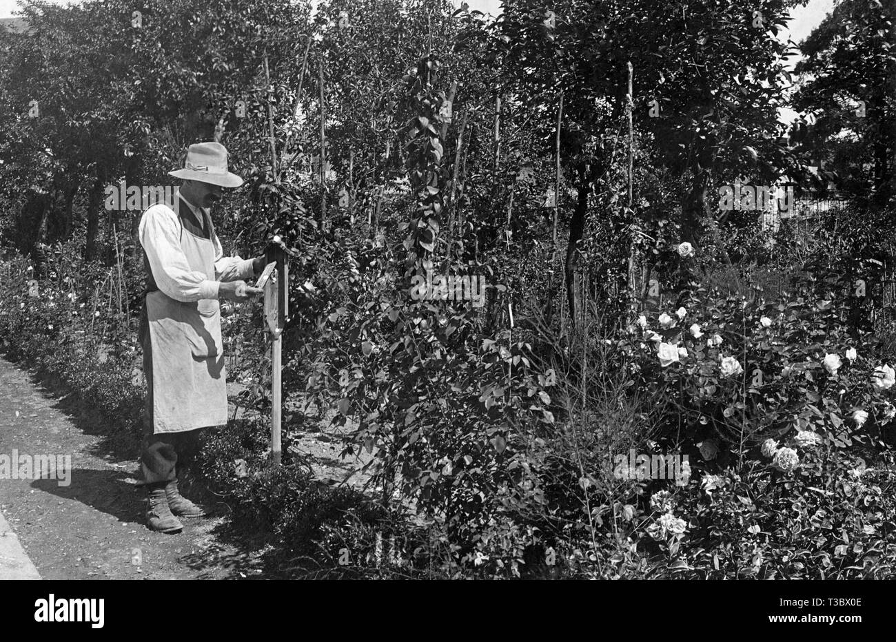 gardener, 1930-1940 Stock Photo