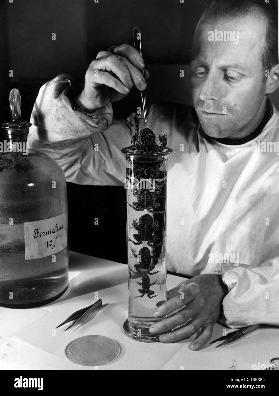zoologist, toads in formalin, 1949 Stock Photo