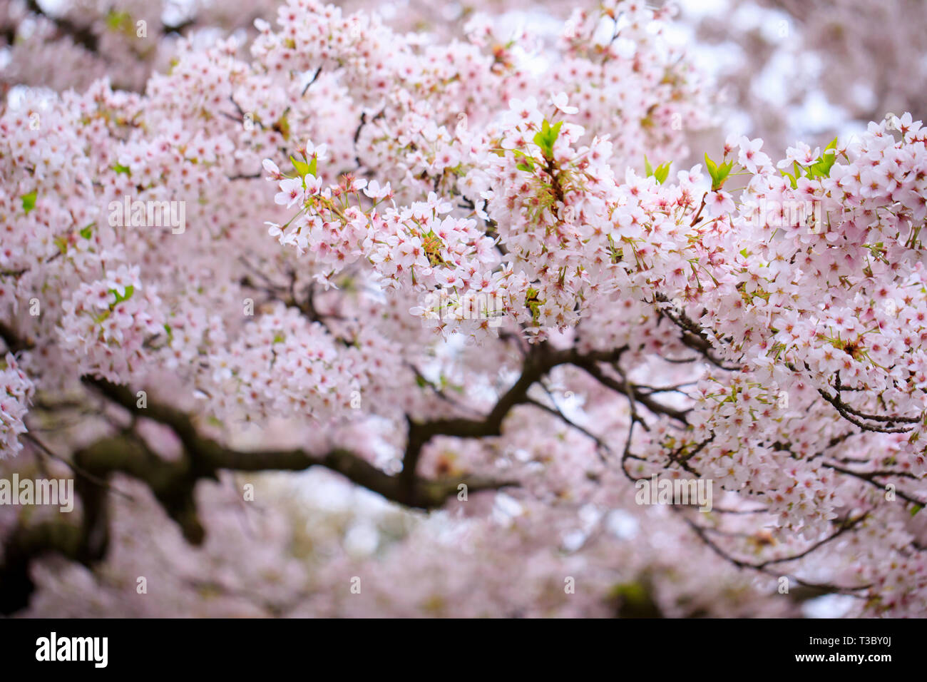 Central park cherry blossom hires stock photography and images Alamy