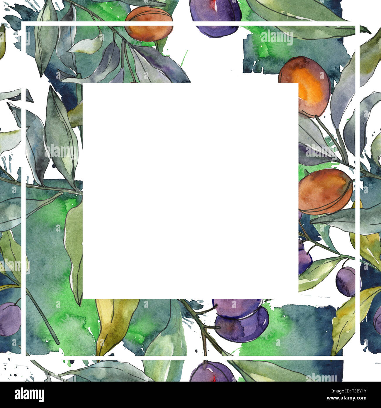 Olive branch with black and green fruit. Watercolor background ...
