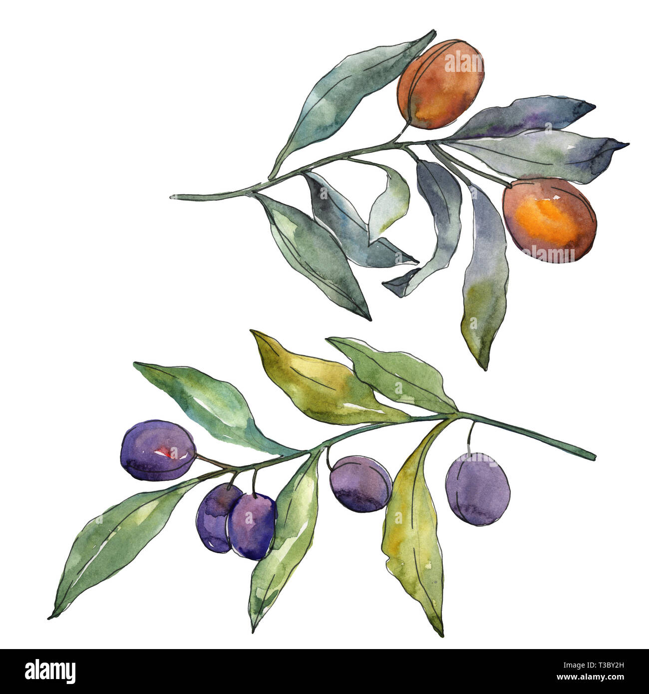 Olive branch with black and green fruit. Watercolor background ...
