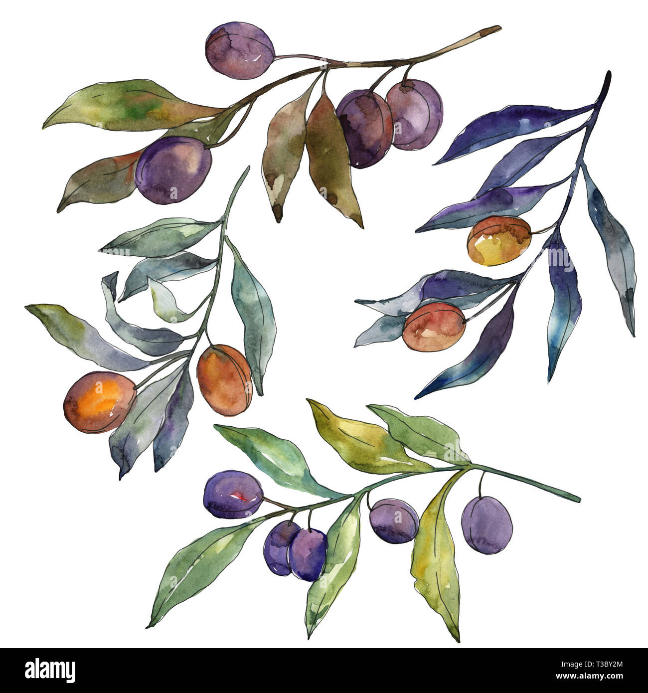 Olive branch with black and green fruit. Watercolor background ...