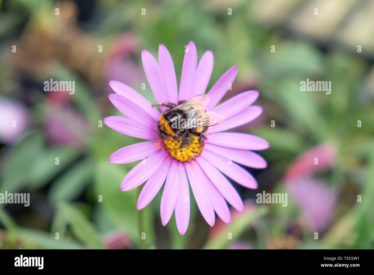 A Bumblebee collecting nectar from the flower of Osteospermum jucundum var. compactum. Stock Photo