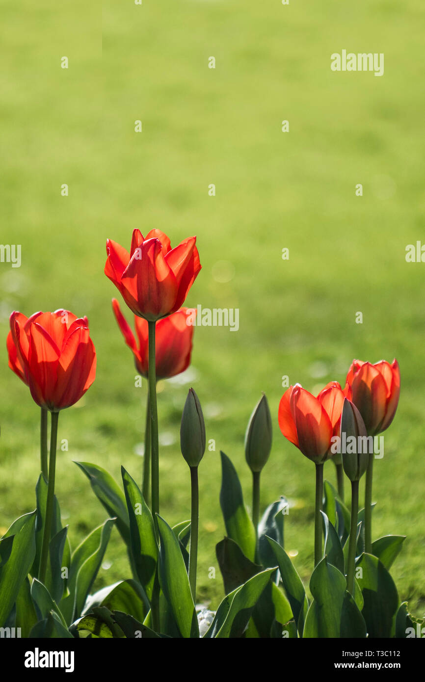 Red Tulips Tulips. Stock Photo