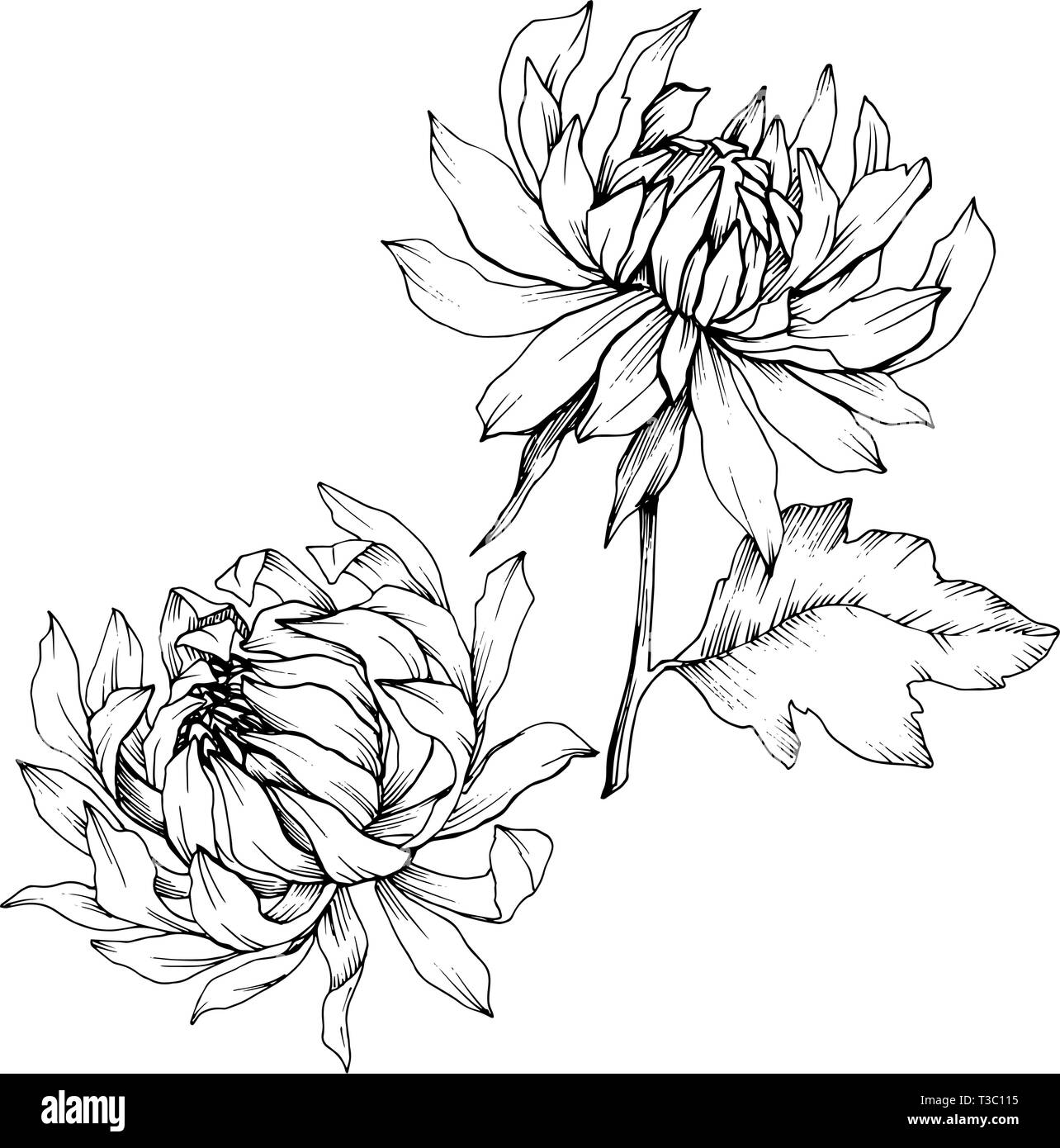 Vector Chrysanthemum floral botanical flowers. Black and white engraved ink art. Isolated flower illustration element. Stock Vector