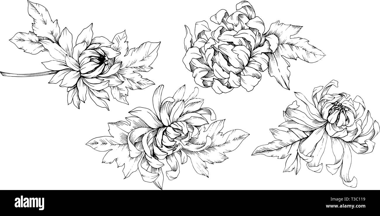 Vector Chrysanthemum floral botanical flowers. Black and white engraved ink art. Isolated flower illustration element. Stock Vector