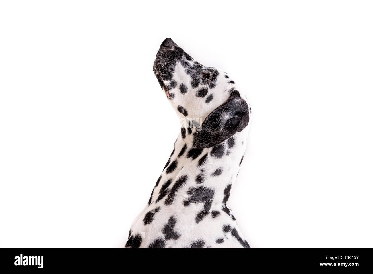 Headshot of a young Dalmatian dog isolated on white background Stock Photo