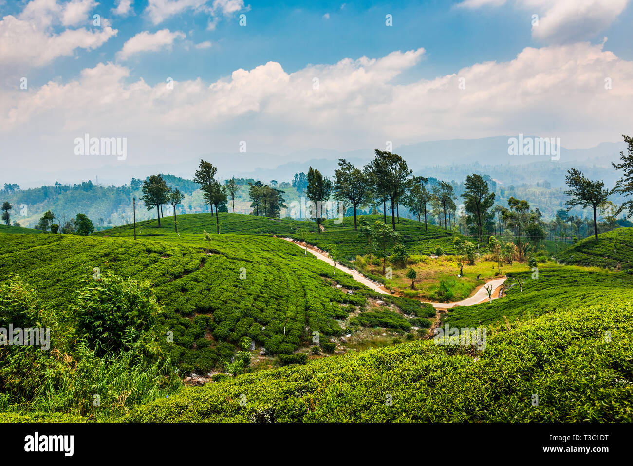 Scenic tea plantation landscape in Sri Lanka highlands Stock Photo