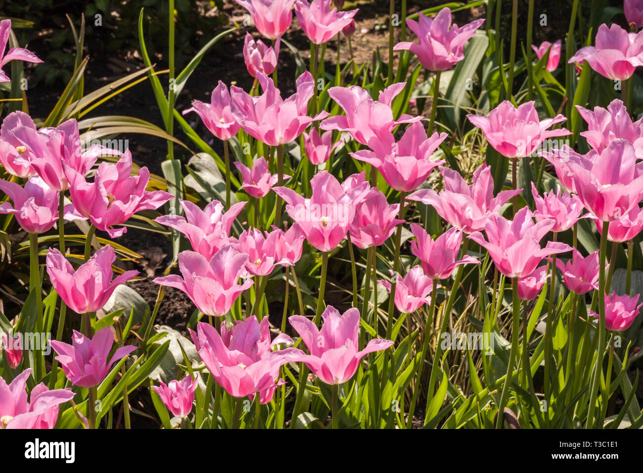Pink tulips planted in gardens in York Stock Photo
