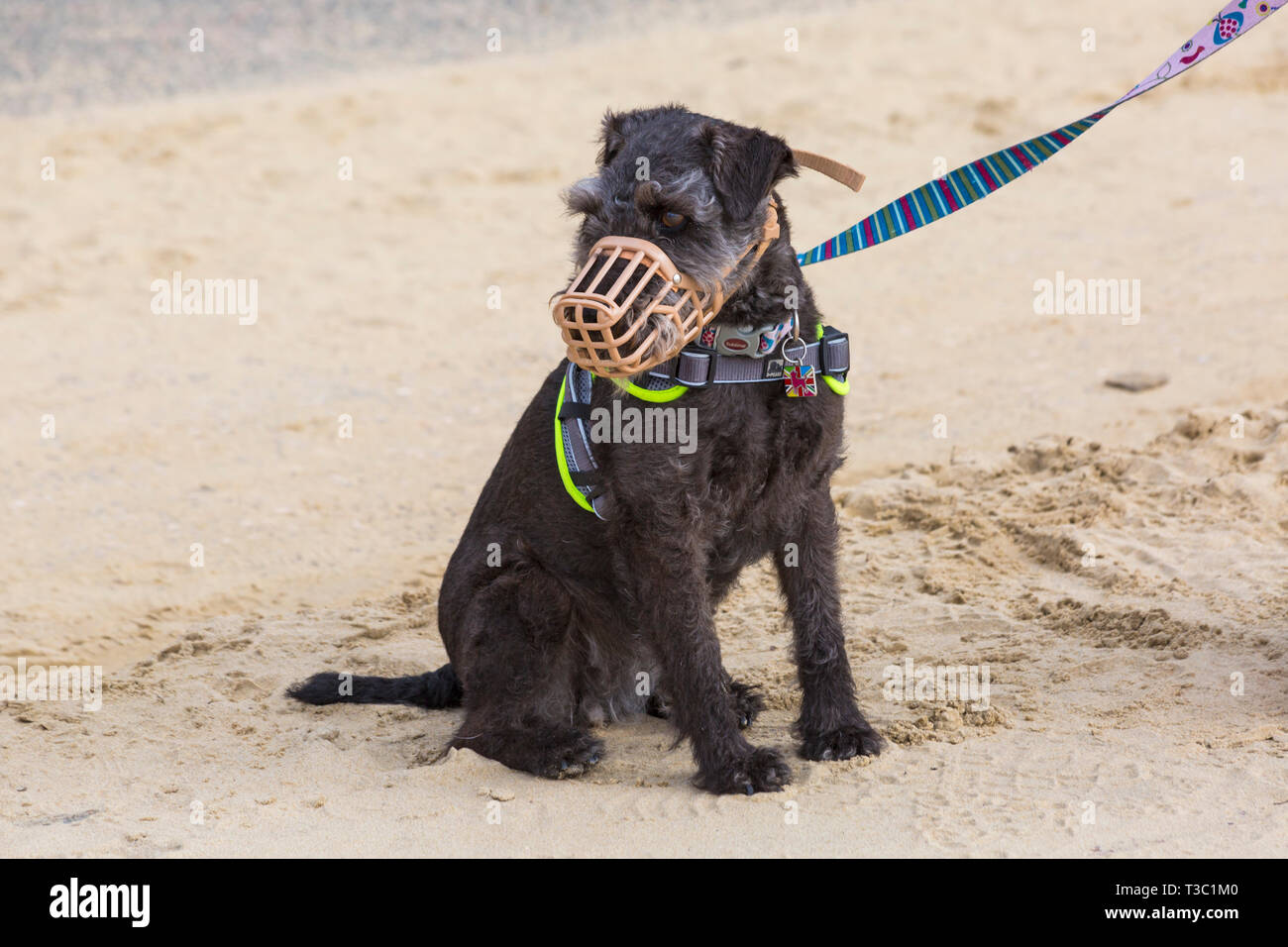 Patterdale Terrier dog wearing muzzle sitting on sand at Bournemouth