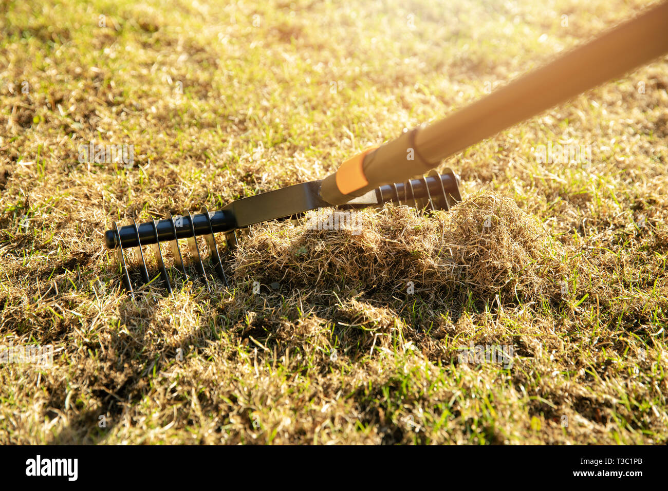 garden lawn aeration with scarifier rake Stock Photo